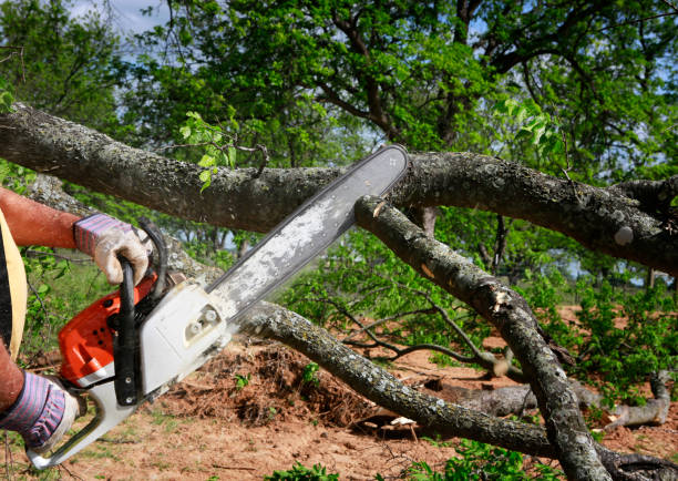 Best Best Tree Removal Services  in Tignall, GA